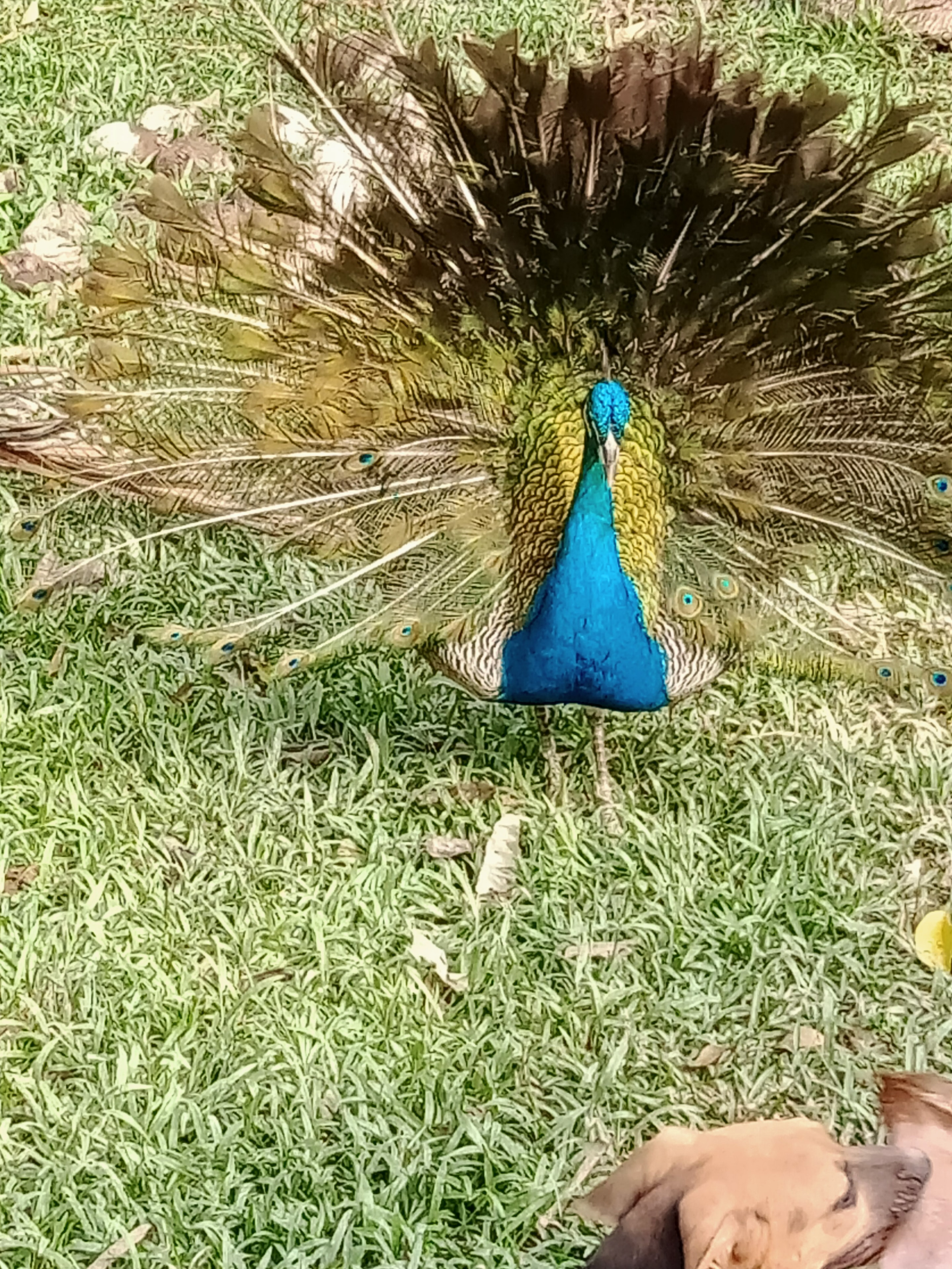 Pavoreal en la selva de Quintana Roo