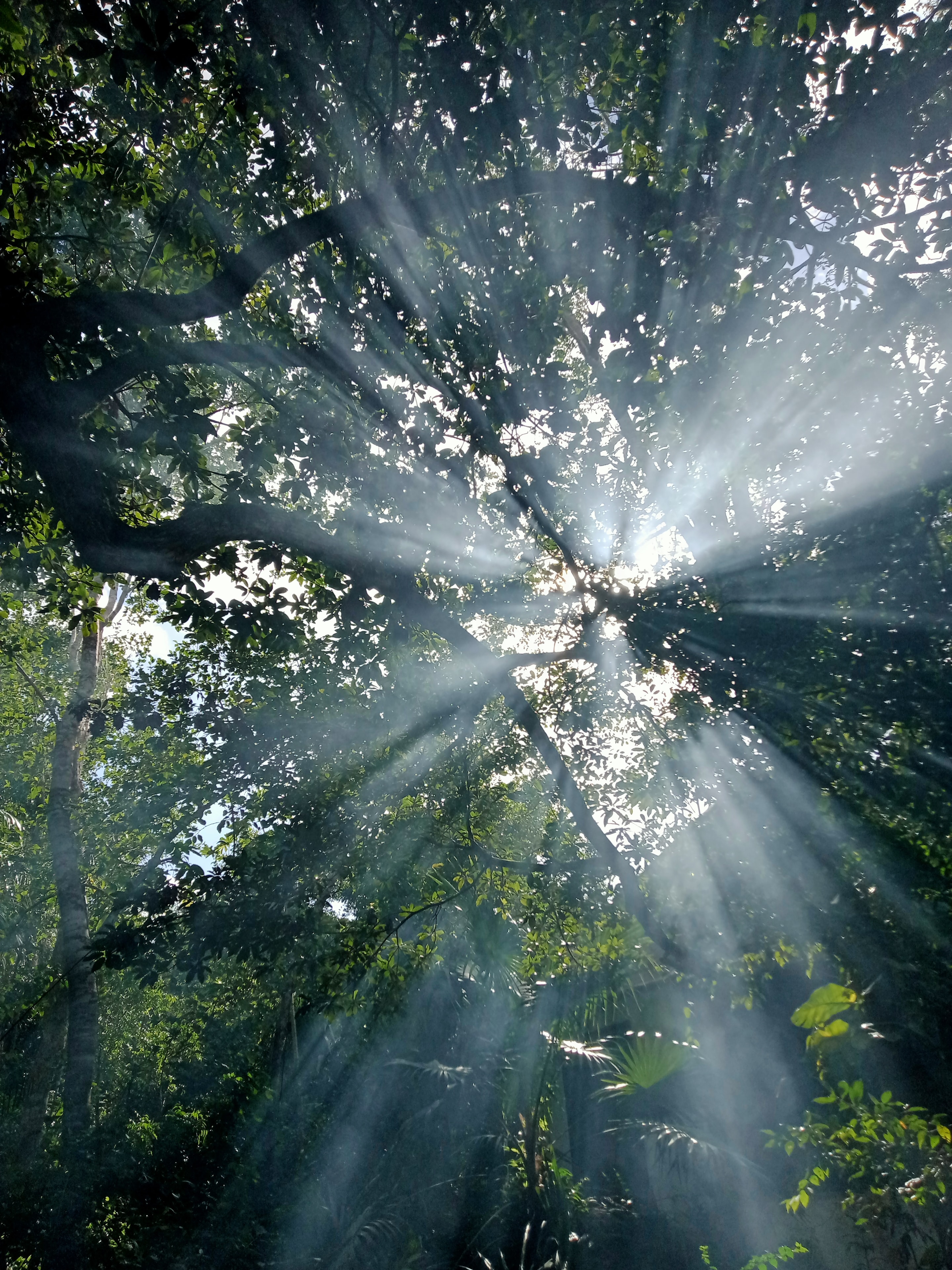 Rayos de sol atravesando la selva tropical en la Ruta de los Cenotes